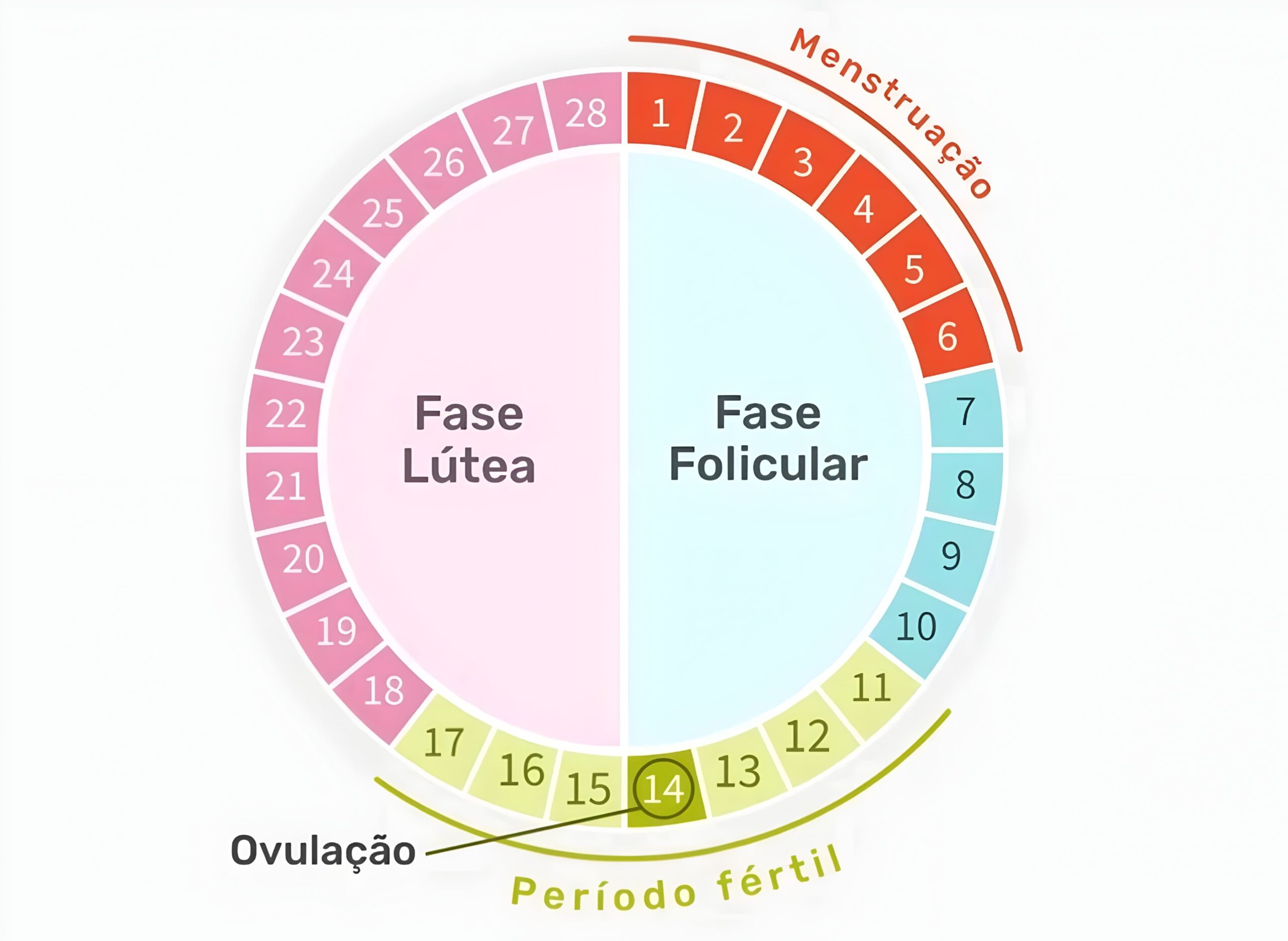 Ciclo menstrual - diagrama circular